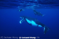 Philip, Calf and Mother Humpback whale by Jackson Wong 